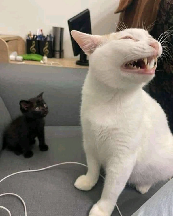 white cat and black kitten