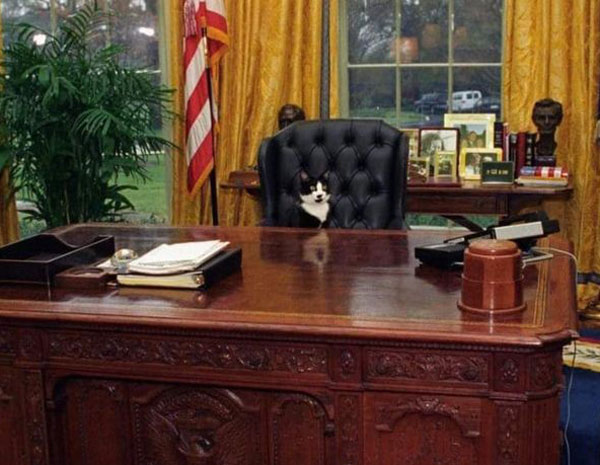 winston the cat in the oval office
