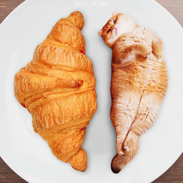 cat compared to croissant