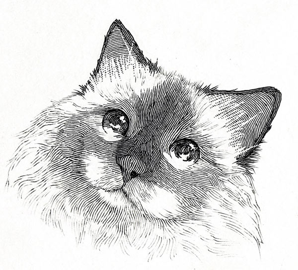 pen and ink cat art