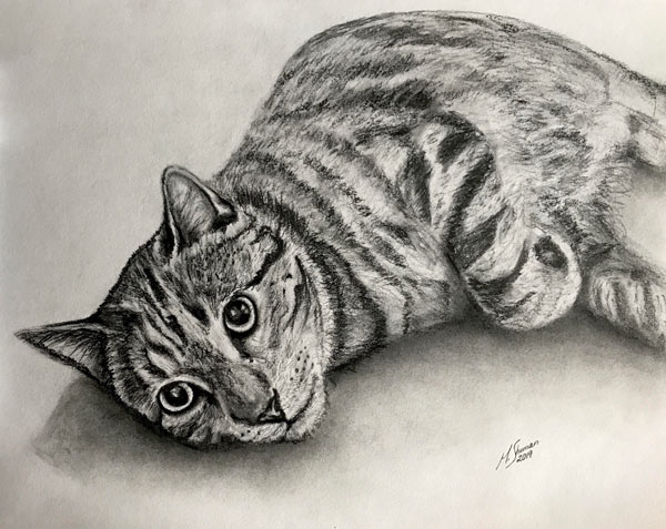 pencil cat art portrait
