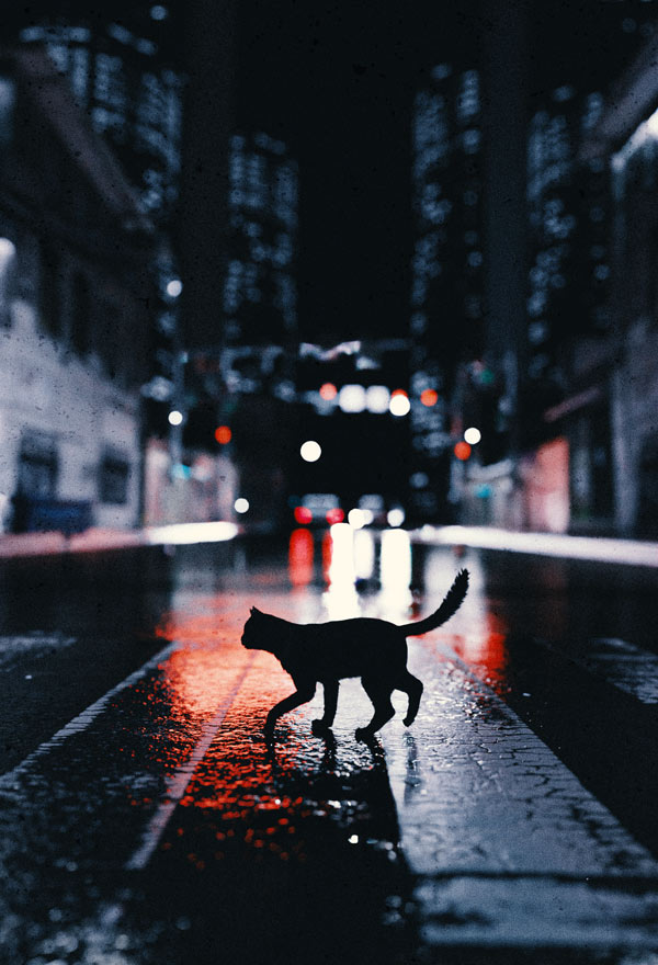 street cat art