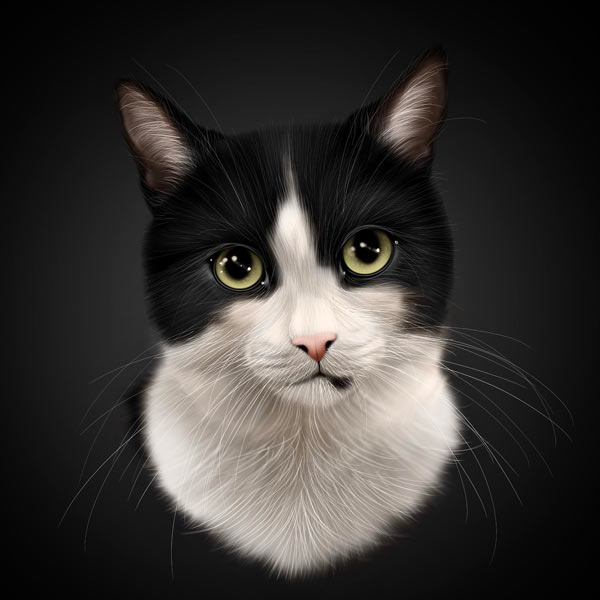 tuxedo cat portrait