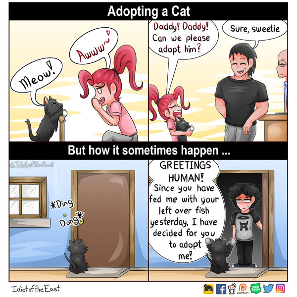 adopting a cat comic