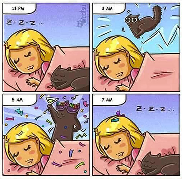 all night cat party comic