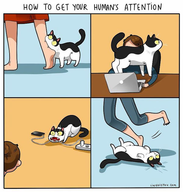 Attention loving cat comic