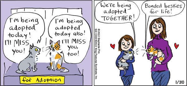 cat adoption comic