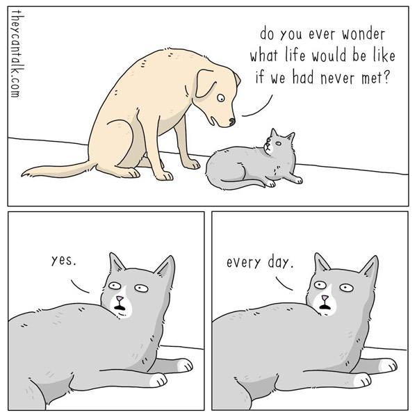 cat and dog comic