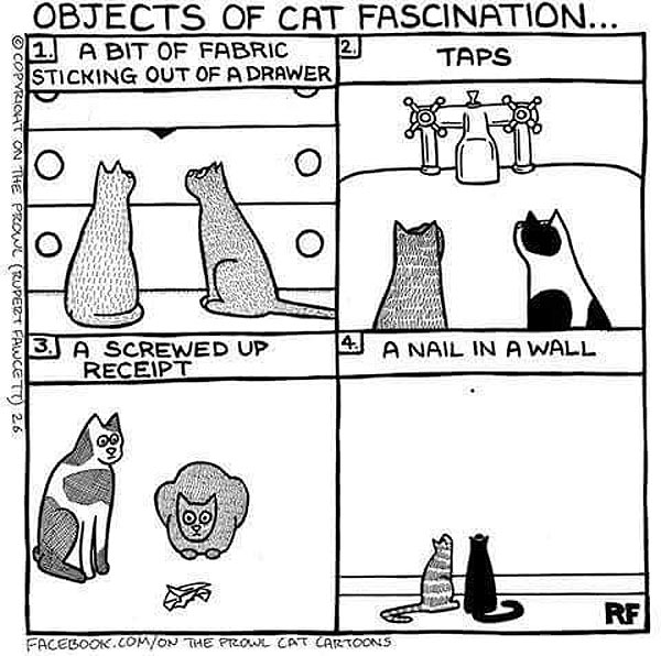 things that fascinate cats comic