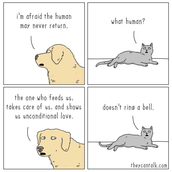 cat hates humans comic