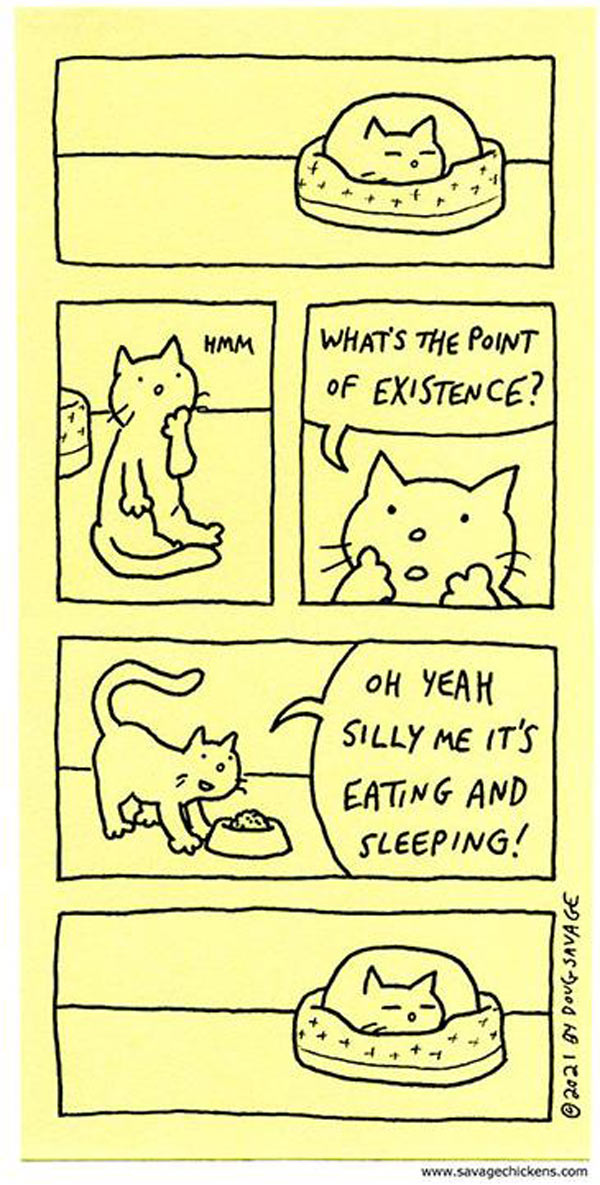 cat purpose in life comic