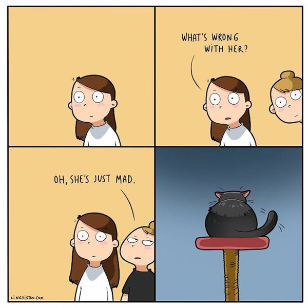the angry cat comic