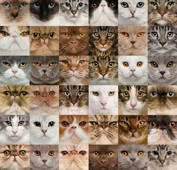 36 cat faces