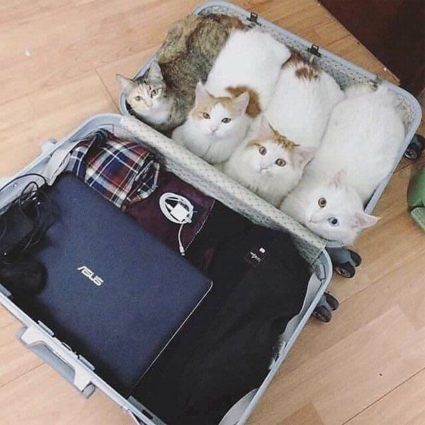 four cats in suitcase