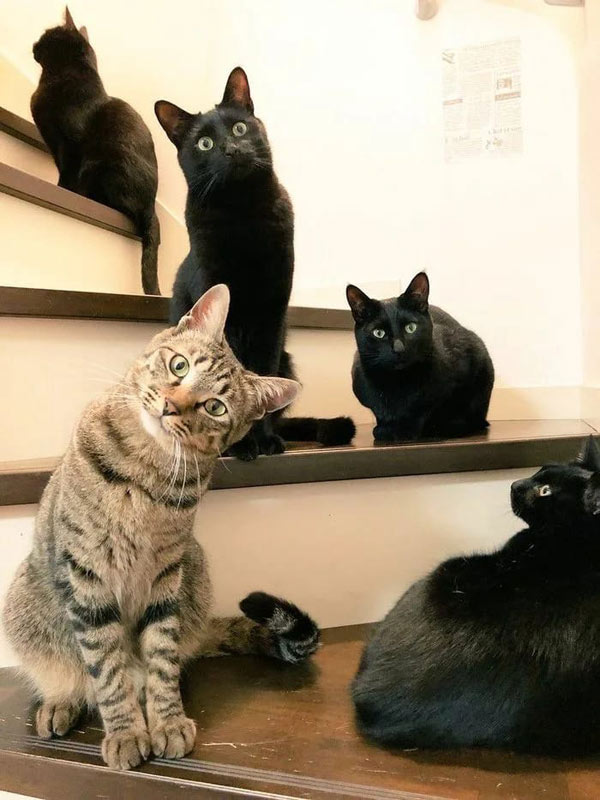 5 cats on stairs