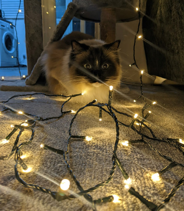 cat and xmas lights