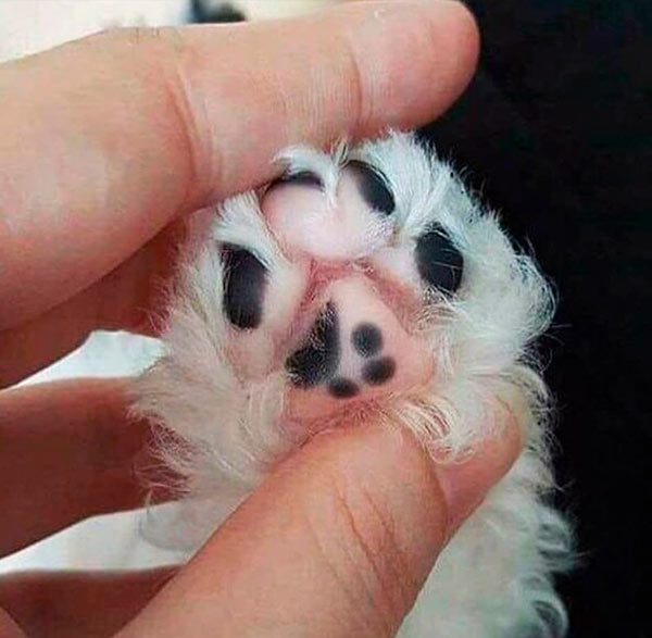 cat with beans on beans