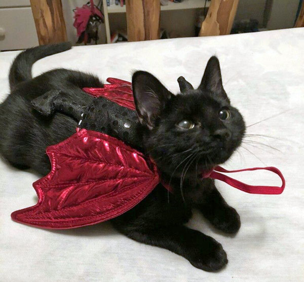 black cat red wings