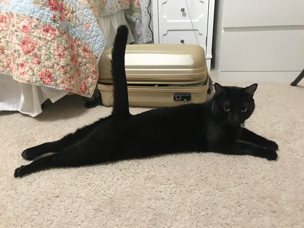 black cat with erect tail