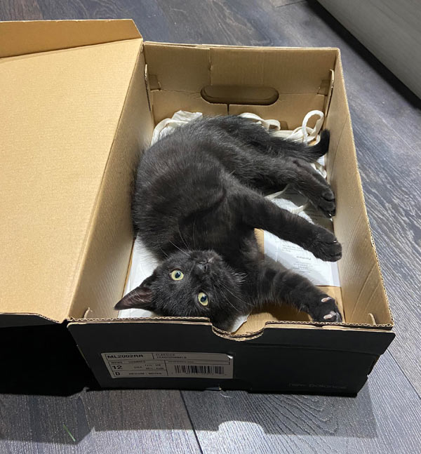 black kitten in shoebox