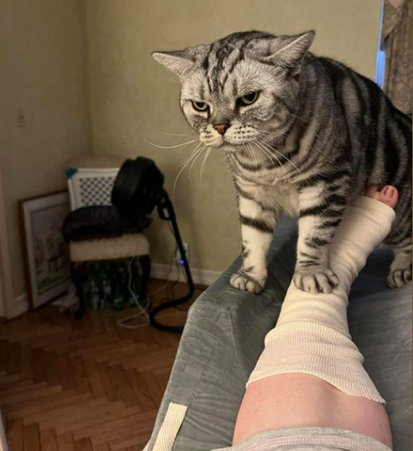 broken leg  cat 