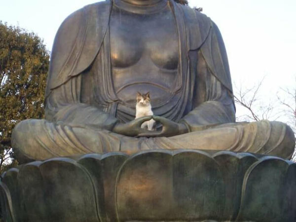 buddha cat