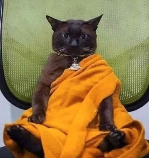 buddhist cat