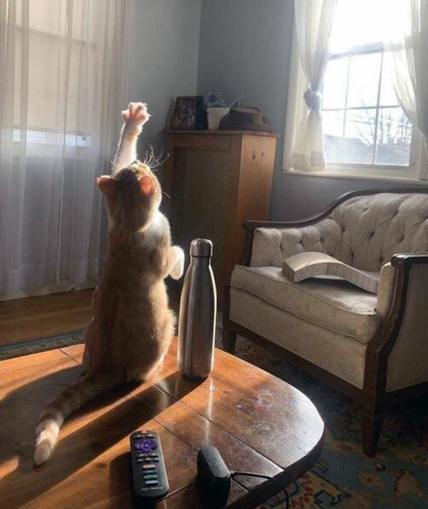 cat catching sun rays