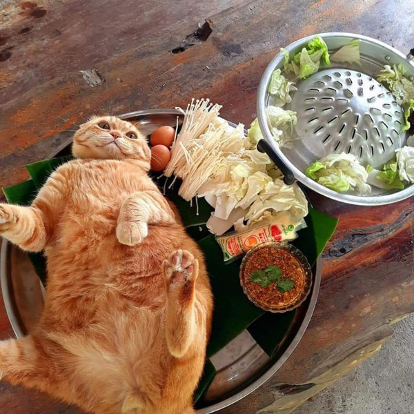 cat as food