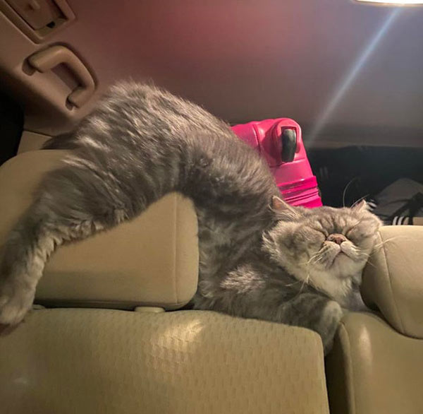cat asleep in car