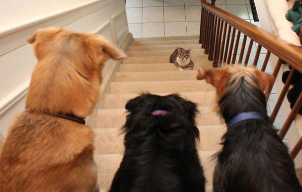 cat menacing three dogs