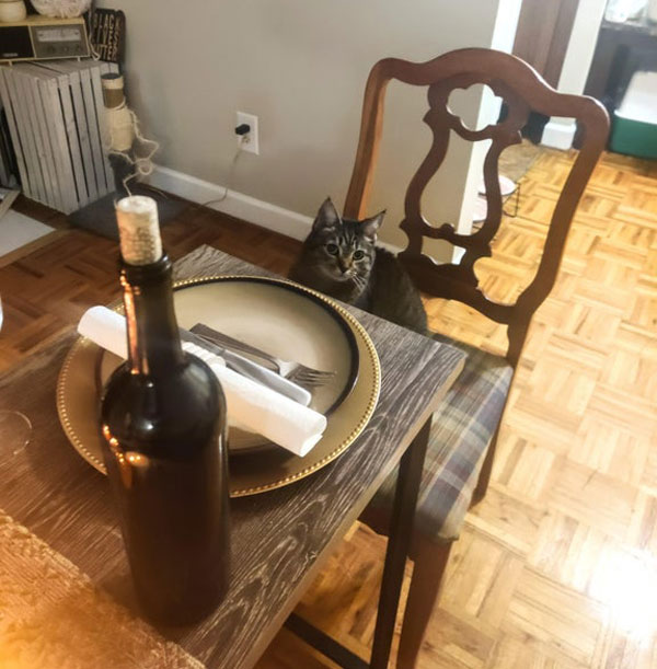 cat at dinner table