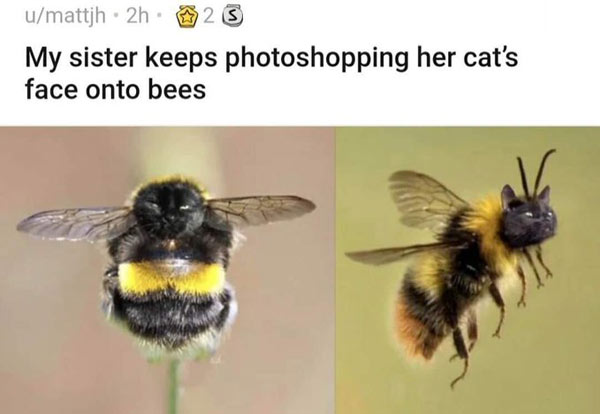 cat bees