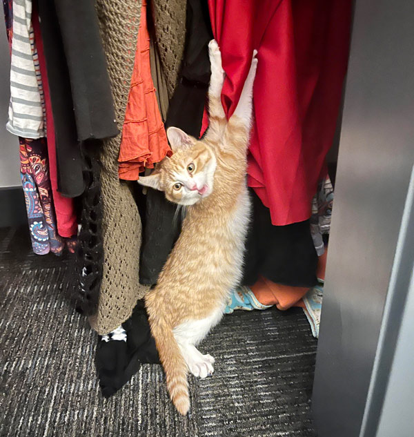 cat caught on clothes