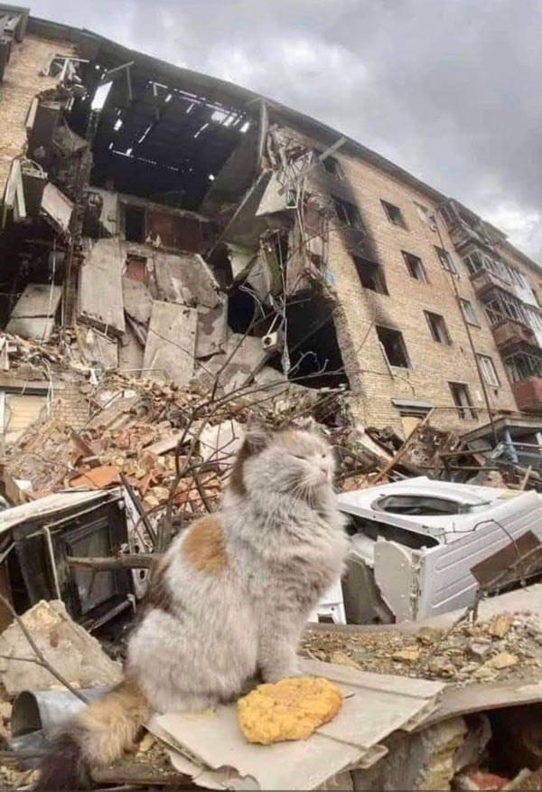 ukraine cat and destroyed building
