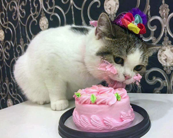 cat eating pink cake