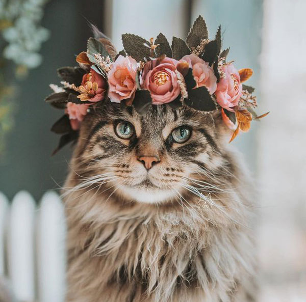 cat with roses on gead