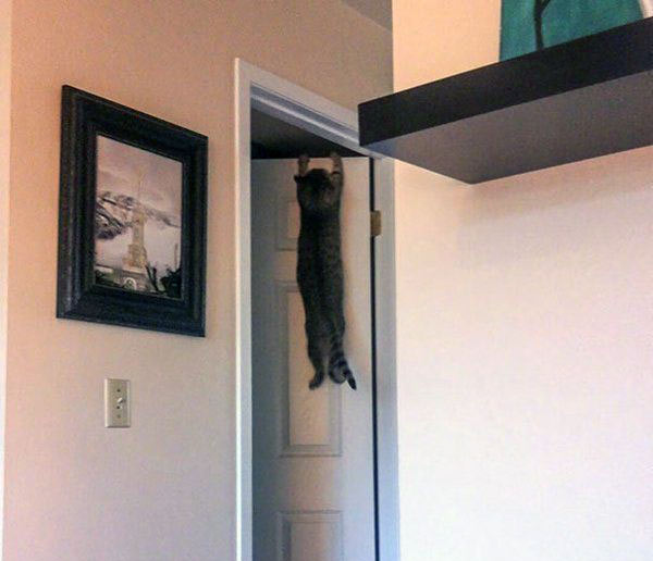 cat hangs from door