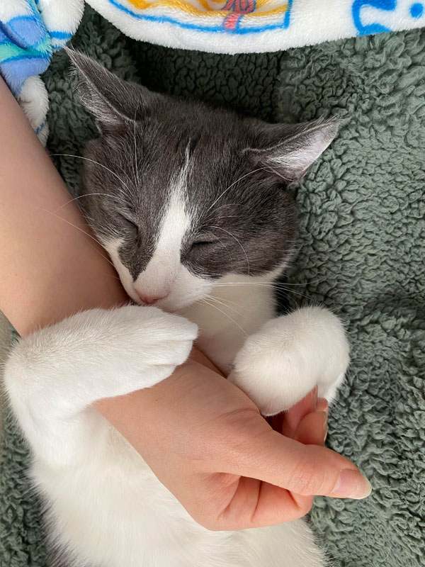 cat wrapped around hand