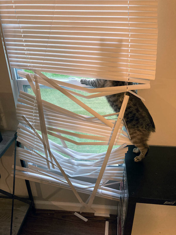 cat destroying blinds