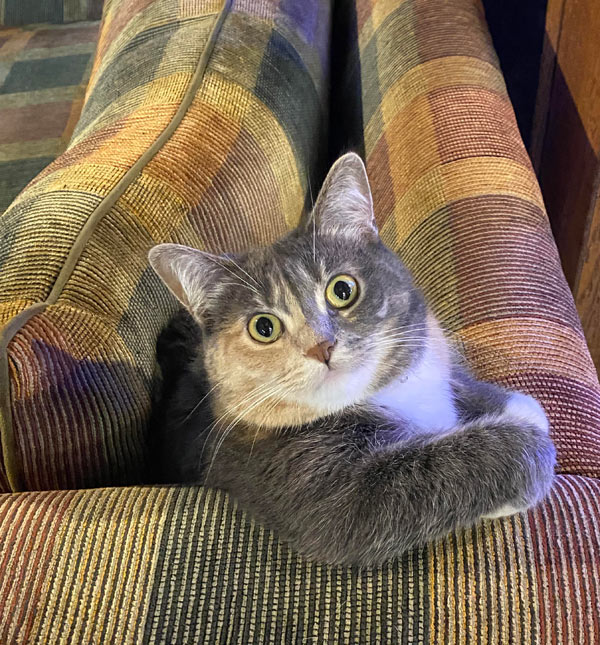 cat between couch cushions