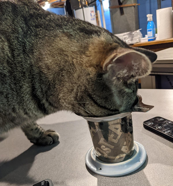 cat with nose in cup