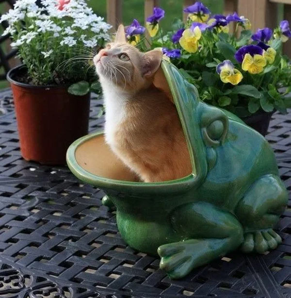 cat in frog pot