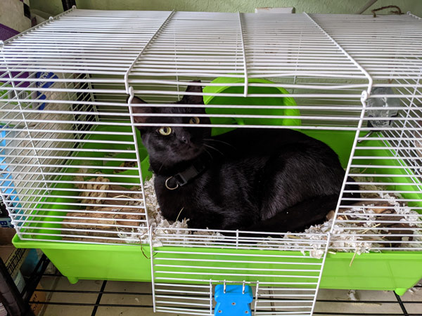 cat in hmaster cage