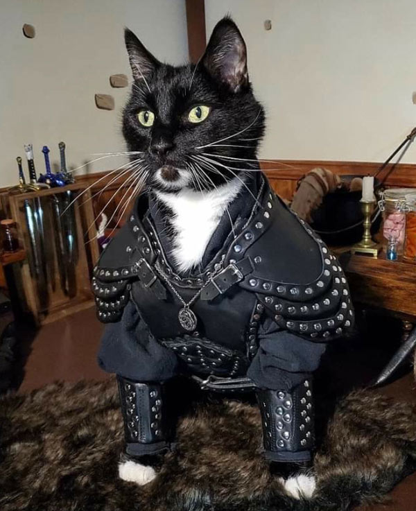 cat in leather armor