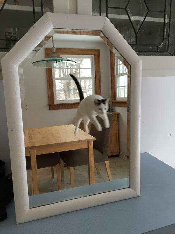 cat jumping in mirror