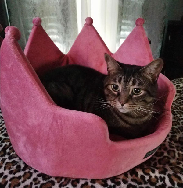 cat in pink crown