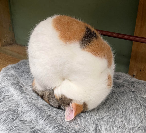 cat tucked in tight ball