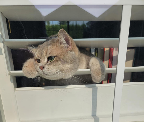 cat in blinds