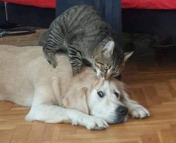 cat on dog, biting